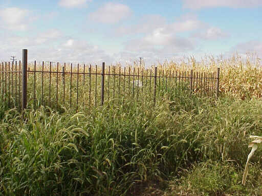 Quakerville Cemtery, Gosper County, Nebraska